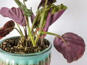 How to Repair a Broken Plant Stem