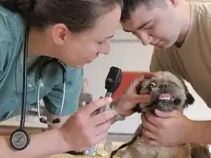 Veterinary