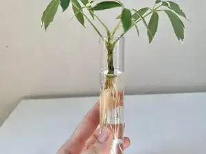 How to Propagate a Plant in Water