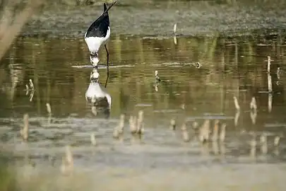 Black-winged stilt,Tunisia