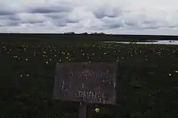 Tulip steppe, a protected area of Russia in Pugachyovsky District