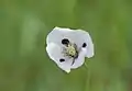 White-flower variety