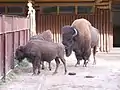 The European bison