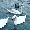 Mute swans on Lake Orongoi, Buryatia