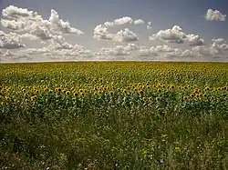 Sunflower field, Petrovsky District