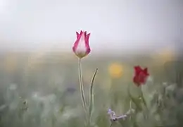 A wild white and pink specimen in Crimea.