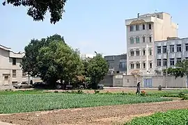 Growing vegetables in a residential area in Ray.