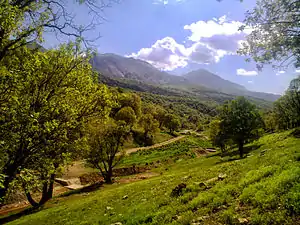 Nojian oak forest, Khorramabad County