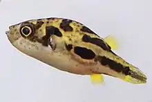 A side profile of an adult dwarf pufferfish against a white background, facing left and slightly upward.