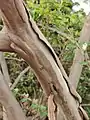 Old bark is falling off. Smooth bark is a major feature of Lagerstroemia subcostata.