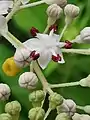 Flower, macro photography.