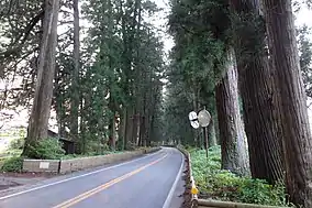 A view of the road lined with tall cedar trees