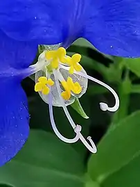 Commelina communis three different types of stamens