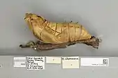 Ornithoptera chimaera chimaera, pupa lateral view