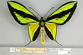 Ornithoptera paradisea male, dorsal view