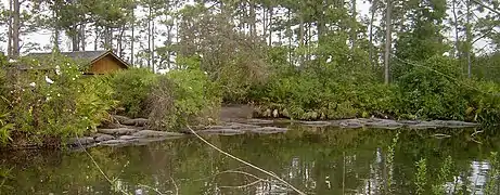 Dozens of alligators in the breeding marsh