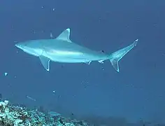 The silvertip shark can be recognized by its white-edged fins.