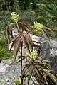 Leaves and buds of the red elderberry