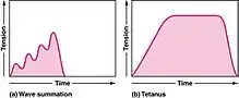 Summation and tetanus