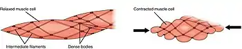 Smooth muscle contractions