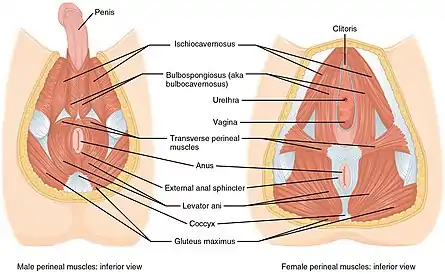 Scientific illustrations of pelvic floor muscles showing urethra and nearby muscles in both males and females