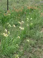 Differently coloured flowers