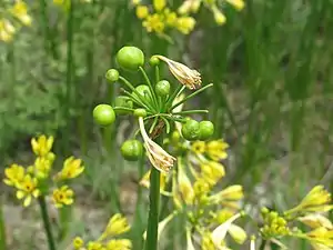 Developing fruit