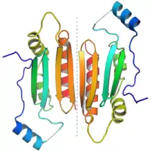 P19 protein dimer