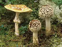 Amanita regalis