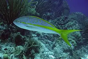 Yellowtail snapper (Ocyurus chrysurus)