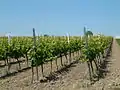 Riesling vineyard near Dirmstein