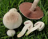 Agaricus xanthodermus