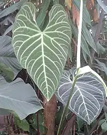 Anthurium regale