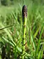 Marsh horsetail