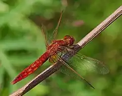 red female