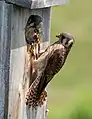 Female feeding nestling – Maine