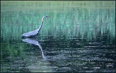 Great blue heron