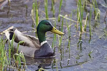 Mallard drake