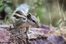 Northern Palm Squirrel from Ranthambore Fort