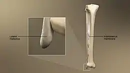 3D Medical Animation still shot of Fibula structure