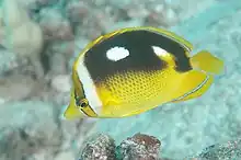 Fourspot butterflyfishChaetodon (Exornator) quadrimaculatus