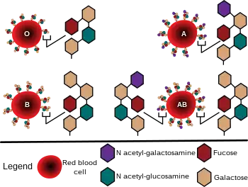 Diagram showing the carbohydrate chains that determine the ABO blood group