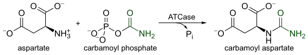 Reaction of aspartate transcarbamylase.