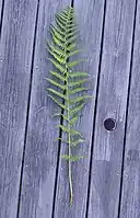 A branch of pteridophyte which is a green plant that has long stalks with leaves going out to the sides