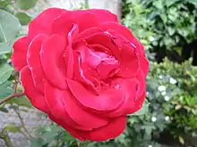 Red rose