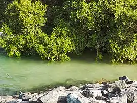 Mangroves at Mangrove National Park, near Al Qurm Corniche on Sheikh Zayed Bin Sultan Street in the eastern part of the city