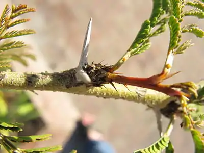 Stipule spines on Vachellia xanthophloea.