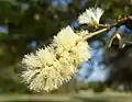 flower spike