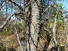 knobbly bark