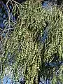 A. stenophylla – with seed pods (just south of Moree)